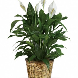 Simply Elegant Spathiphyllum - Large