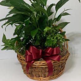 Basket of green houseplants with a red ribbon bow