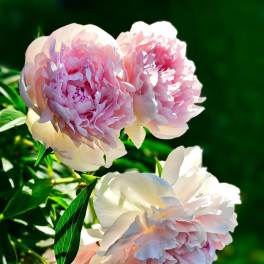 Pink and white peony blooms against green foliage