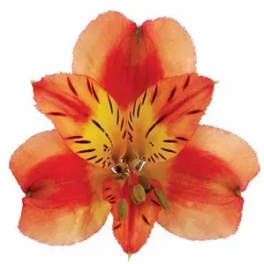 Orange and red lily bloom with striped petals on a white background