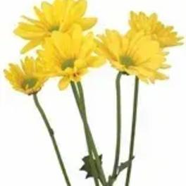 Yellow daisy-like flowers on long stems