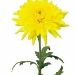 Single yellow chrysanthemum bloom on a long stem
