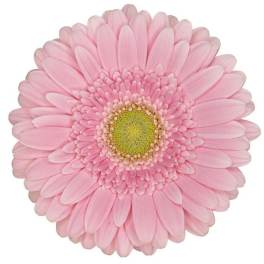 Single pink gerbera daisy bloom on a white background