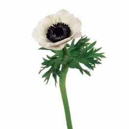 Single white anemone with a dark center and green stem