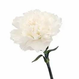 Single white carnation bloom on a stem
