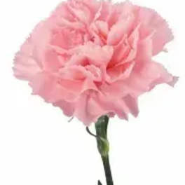 Single pink carnation on a stem against a white background