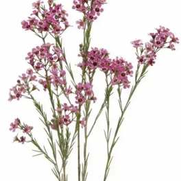 Sprigs of small pink flowers on long stems