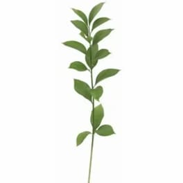 Single green leafy stem on a white background