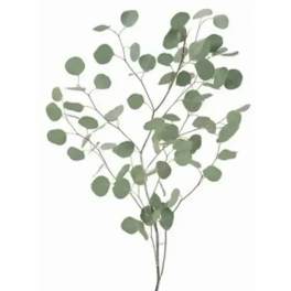 Stem of round green eucalyptus leaves on a white background
