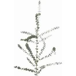 Single eucalyptus stem with branching leaves on a white background
