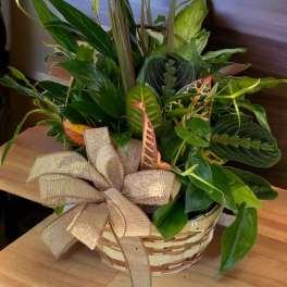 Basket of assorted green houseplants with a burlap bow