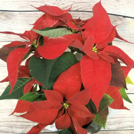 Perfect Little Pointsettia