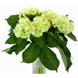 White hydrangea bouquet in a clear glass vase
