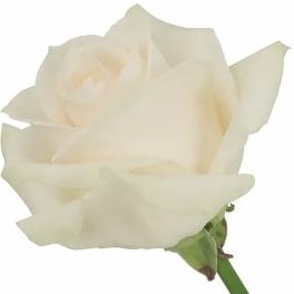 Single white rose bloom on a stem