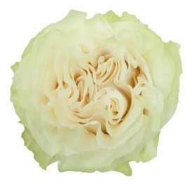 Cream-colored rose bloom on a white background