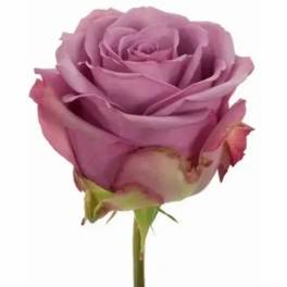 Single lavender rose bloom on a stem against a white background