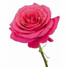 Single bright pink rose on a white background