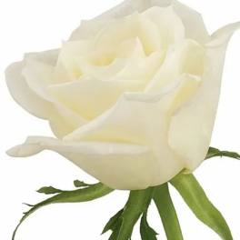 Close-up of a white rose with green stem and leaves