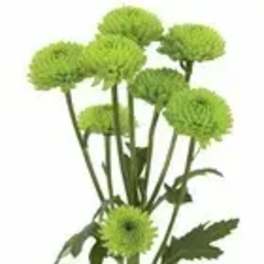 Single green chrysanthemum stem with round blooms
