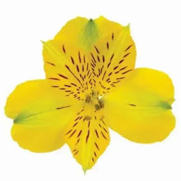 Single yellow alstroemeria bloom with dark streaks on a white background