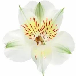 Single white lily bloom with orange stamens on a white background