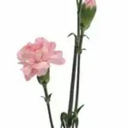 Two pink carnations on long stems against a white background