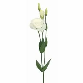 Single white lisianthus stem with buds on a white background