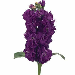 Single purple flower stem with clustered blooms and green leaves