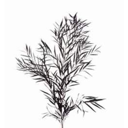 Black feathery foliage on a white background