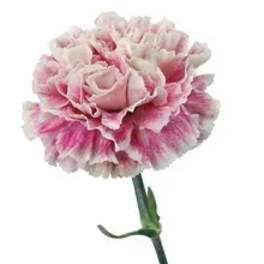 Single pink and white carnation on a stem
