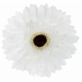 White daisy-like flower with a dark center on a white background