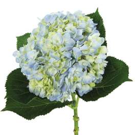 Blue and pale green hydrangea bloom with dark green leaves