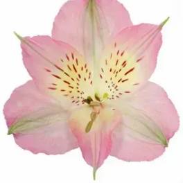 Single pink alstroemeria bloom on a white background