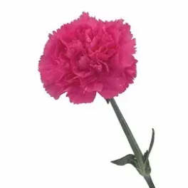 Single pink carnation bloom on a stem against a white background