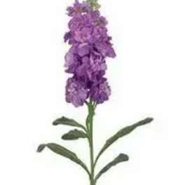 Single purple flower stem with clustered blooms