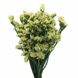 Bundle of pale yellow flowers with long stems