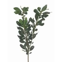 Single leafy stem with dark green oval leaves on a white background