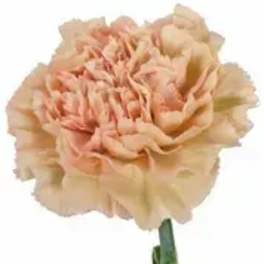 Single peach carnation with a long stem on a white background