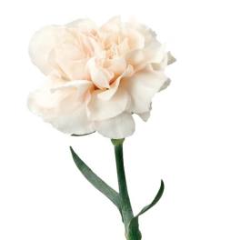 Single pale peach carnation on a stem