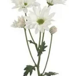 White daisy-like flowers on a single stem