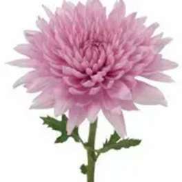 Single pink chrysanthemum bloom on a long stem
