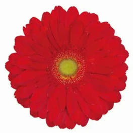 Single red gerbera daisy on a white background
