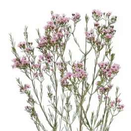 Single stem with tiny pink blossoms on thin branches