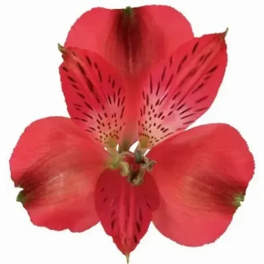 Single red alstroemeria bloom on a white background