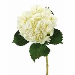 White hydrangea bloom with dark green leaves on a stem