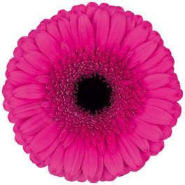 Single bright pink gerbera daisy on a white background