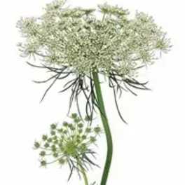 Single white Queen Anne's lace flower stem on a white background