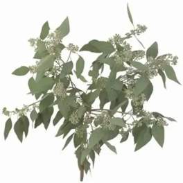 Bundle of eucalyptus branches with small white blossoms