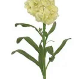 Single pale yellow flower stem with clustered blooms