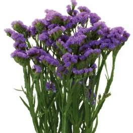 Bundle of purple statice flowers with long green stems